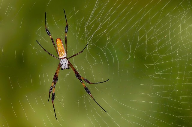 Golden Silk Spider in its web against a green background of foliage 