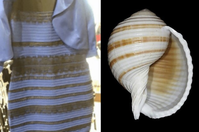 And finally, is this Tonna sulcosa shell white and gold, or black and blue?