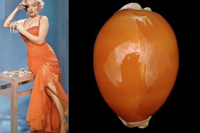 Marilyn Monroe as Callistocypraea aurantium