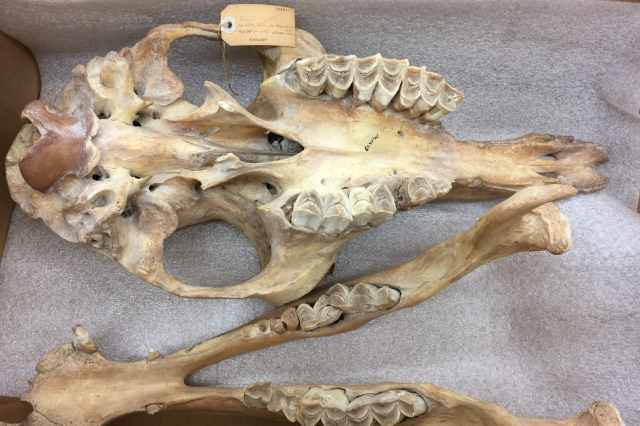 Topsy’s skull and jaw. 