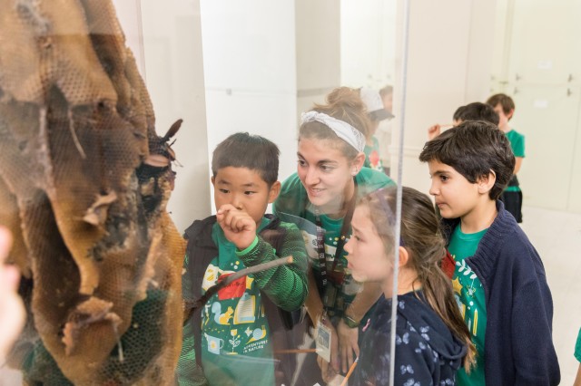 3 children and one adult look closely at a large beehive specimen behind glass