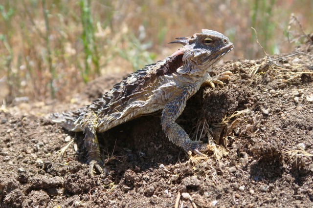 Blainville1377_JonRichmond_USGS horned lizard
