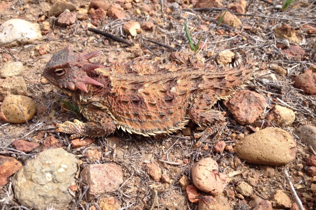 Blainville1_JonRichmond_USGS