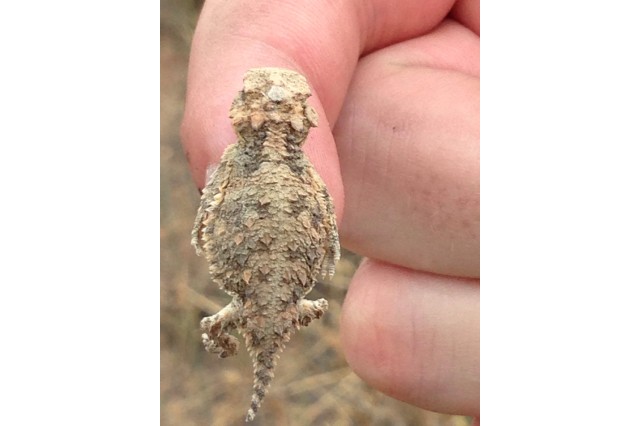 iNat1778574_deadontrail_baby_Greg Pauly