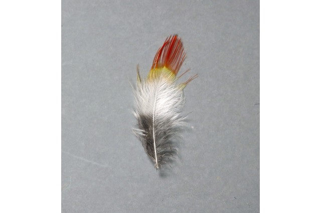 Tangara chilensis feather