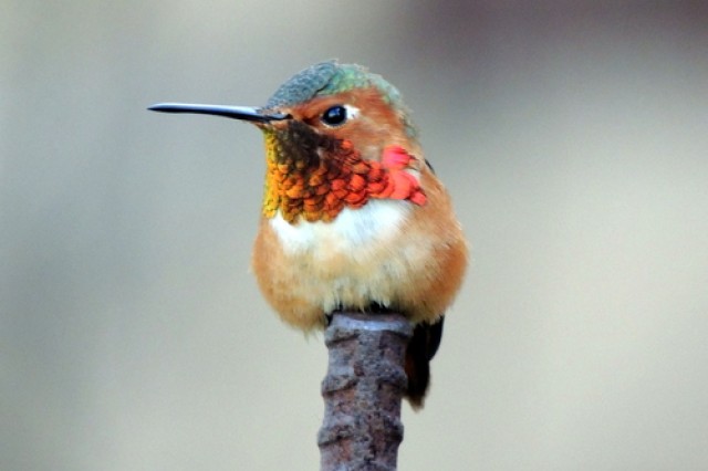 a male Allen&#039;s hummingbird in the NHM Nature Gardens