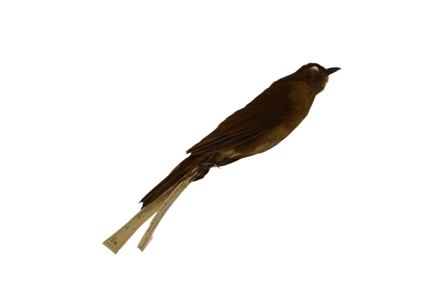 Cocoa thrush (Turdus fumigatus)