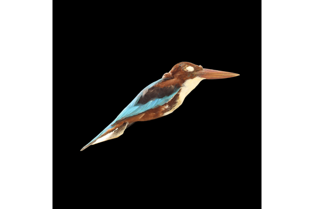 Chocolate-backed kingfisher | Halcyon badia