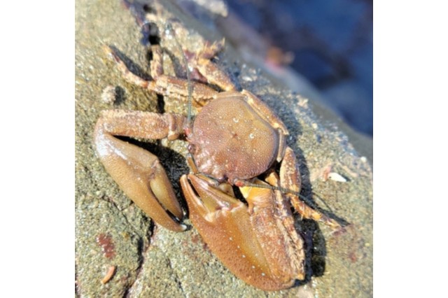 Chocolate porcelain crab on Rock