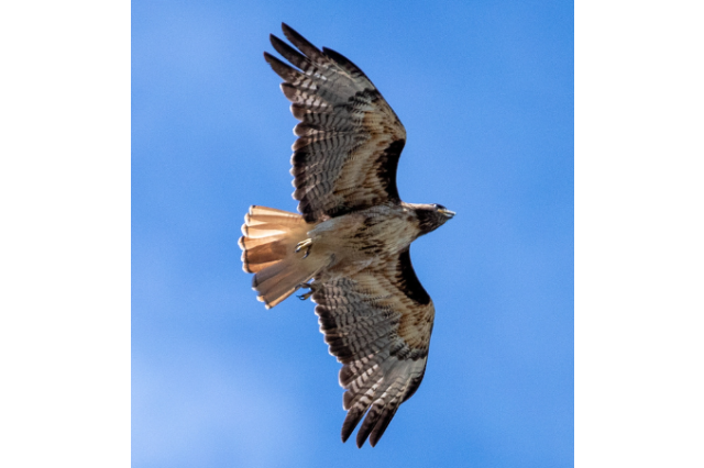 Red-tailed Hawk