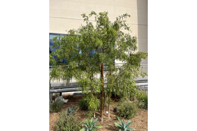 honey mesquite tree