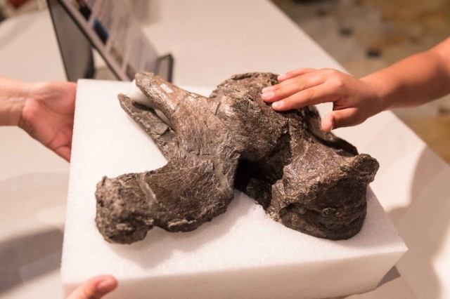 Closeup of child's hand touching a brown fossilized bone specimen