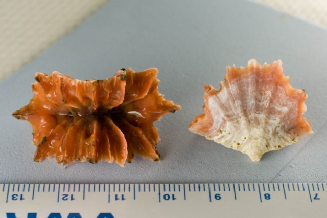 A close-up studio photograph shows two specimens of the solitary hard coral, Flabellum alabastrum, commonly known as the cup coral or ivory stony coral. The specimens rest on a light blue, slightly textured surface. A blue-and-white centimeter ruler is positioned along the bottom edge for scale.