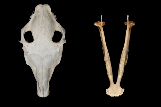 Superior view of skull and mandible of Przewalski's Horse from LA Zoo 