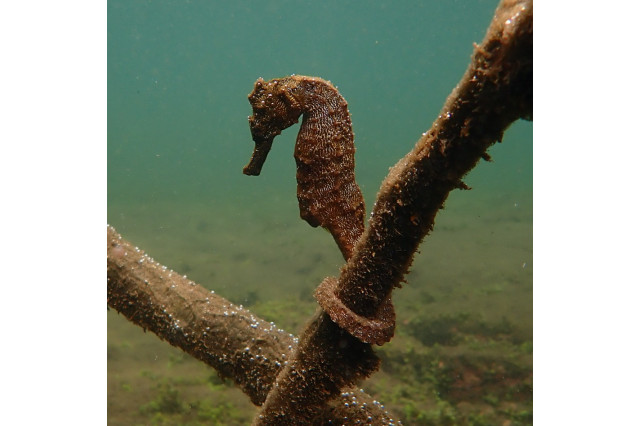 Brown seahorse underwater, with its tail curled around a stick.