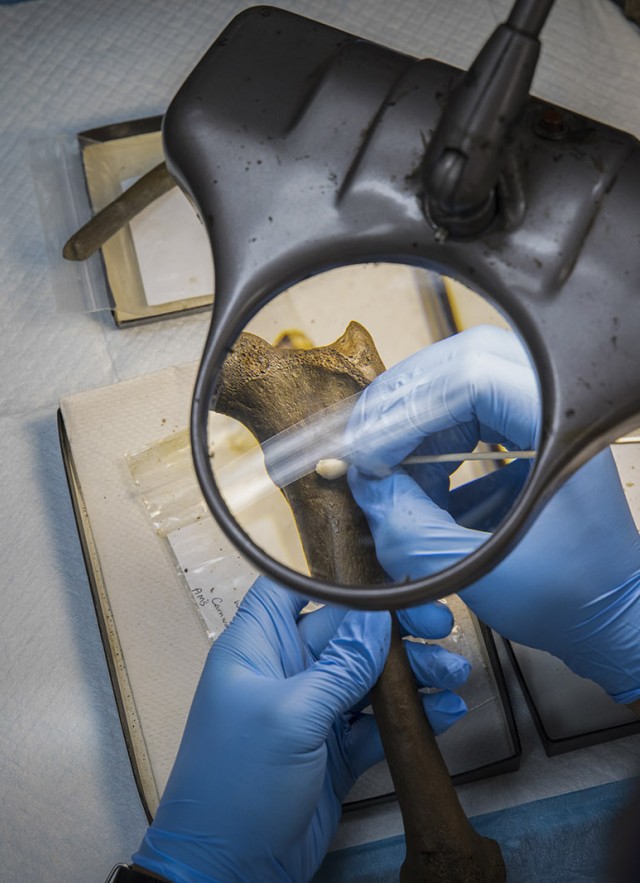 Photo of a dire wolf bone being cleaned at
