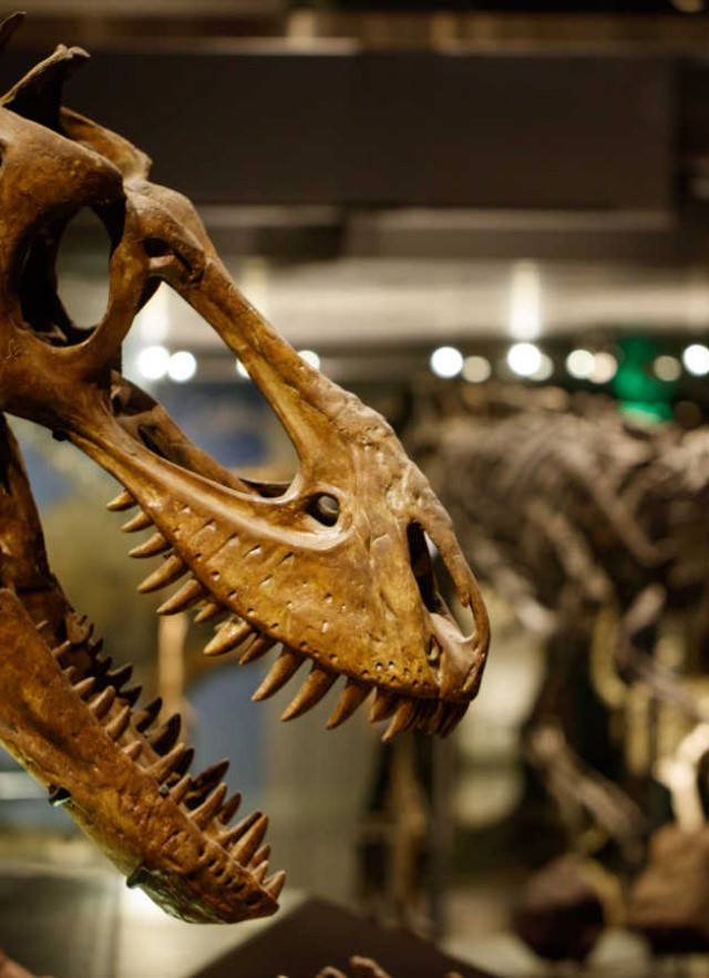 T. rex skull in Dinosaur Hall