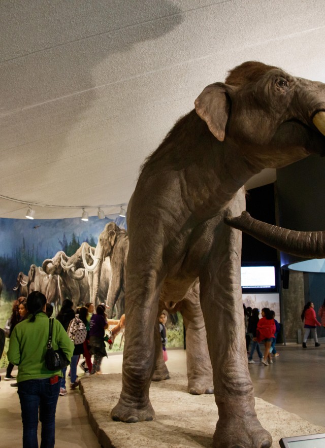 mammoth exhibit tar pits mammoths and mastodons