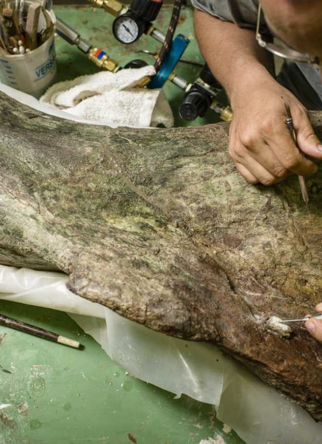 Preparator works on large bone in the Dino Lab