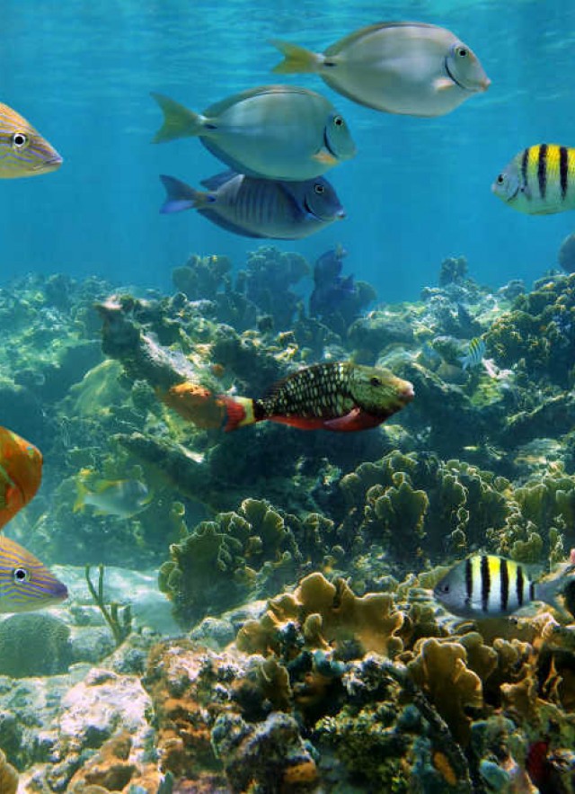 fishes