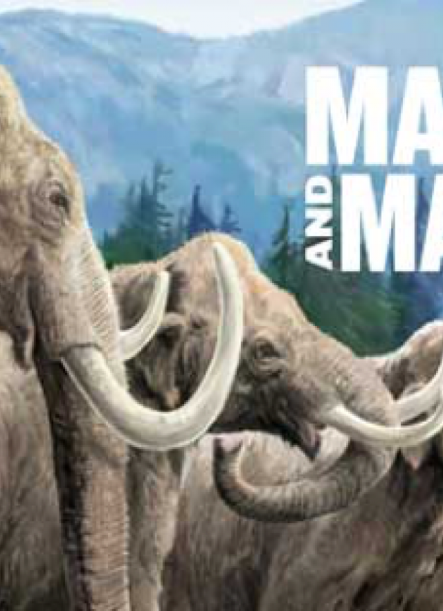 Mammoths and mastodons 