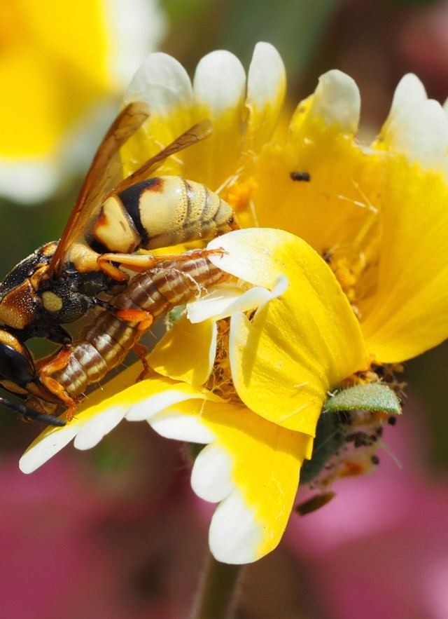 Caterpillars are like hot dogs for wasps, but with more protein and healthier! Photo credit: Brian Brown 