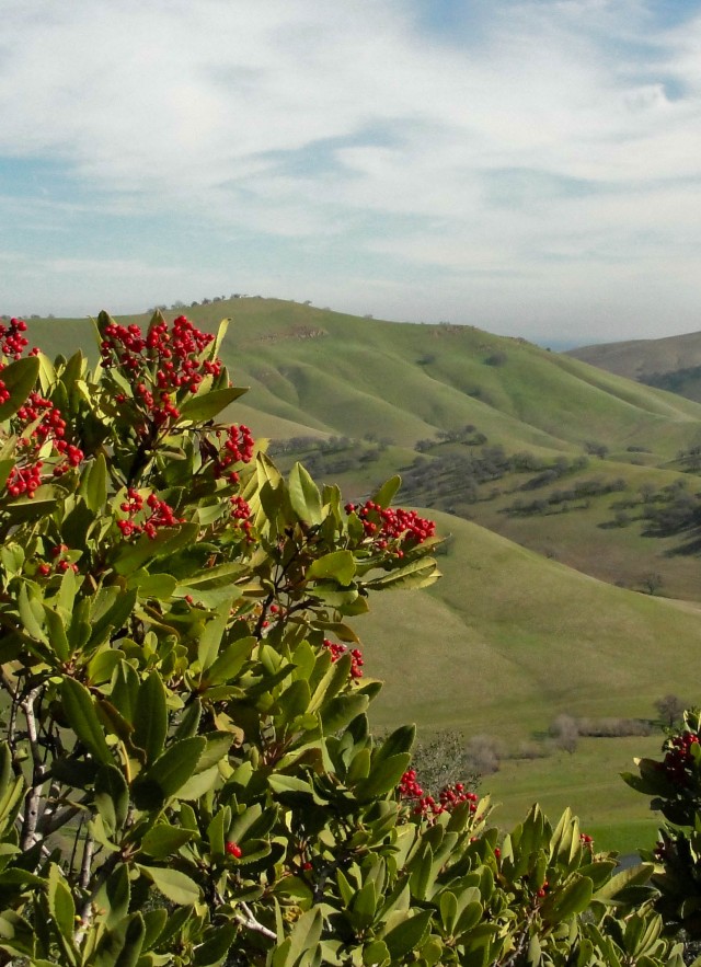 Toyon on Los Vaqueros Watershed Miwok Trail