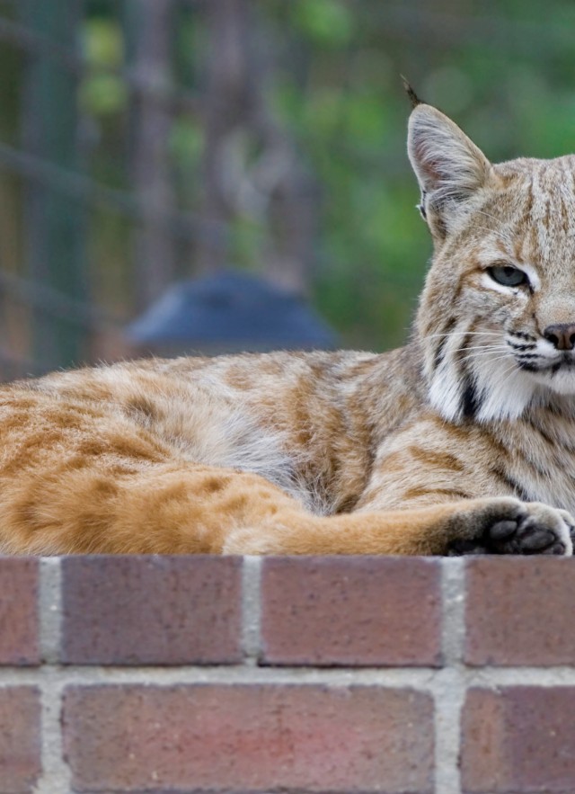 bobcat backyard brick ledge