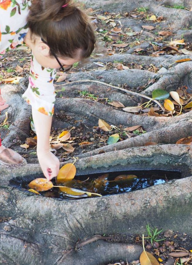 Roots, larva, standing water