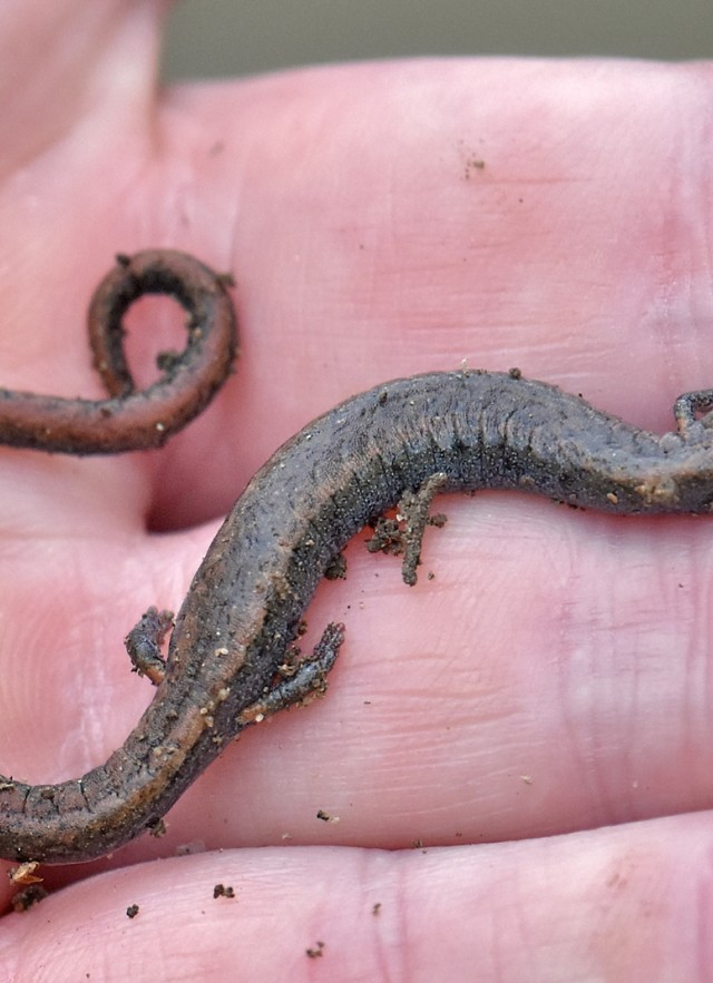 Salamander in hand