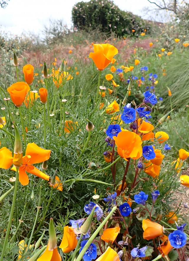 Pollinator Meadow in the Nature Gardens Spring