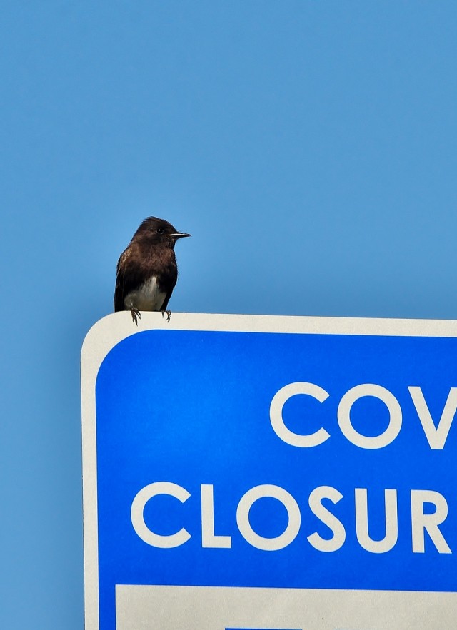 A black phoebe bird perces on a Covid-19 Closure Notice sign.