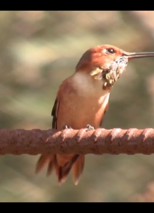 A bird sits in nature 