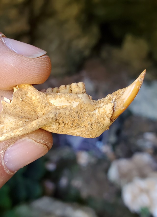 Mammal fossil - Dr. Jorge Velez-Juarbe