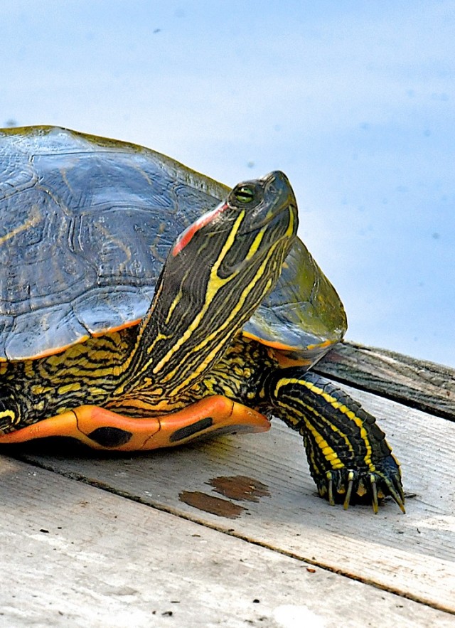 Red Eared Slider Turtle