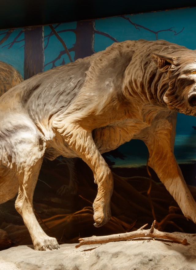 Dire wolf display