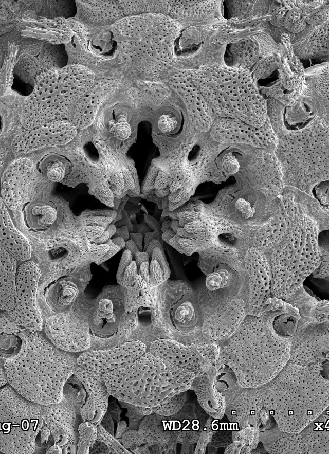 SEM scan close up of ophiotrix brittle star
