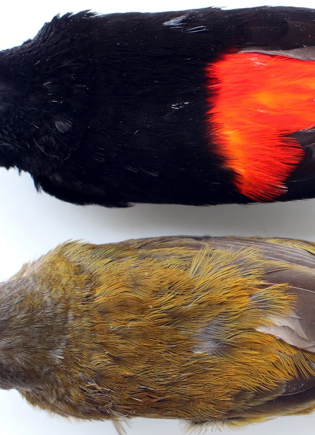 flame-rumped tanager pair