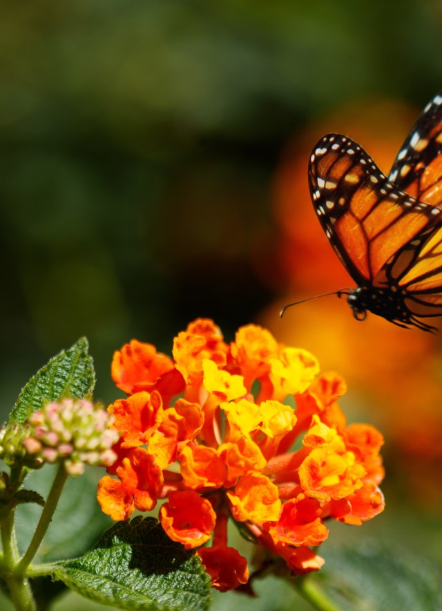 Monarch and tropical Milkweed DAMS