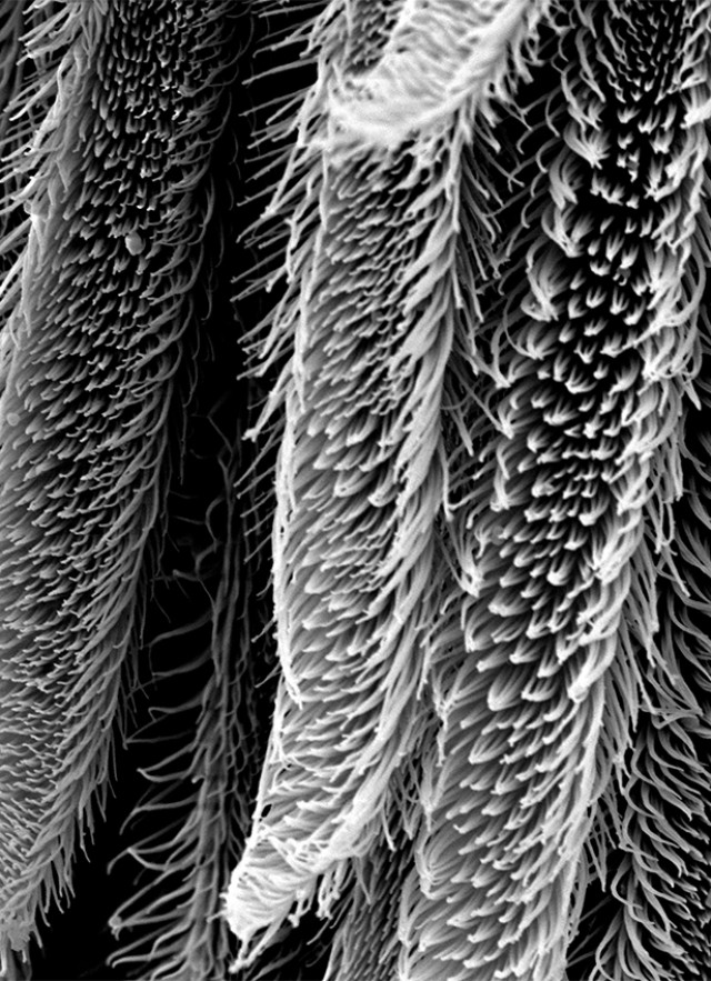 Black and white image of tarantula leg