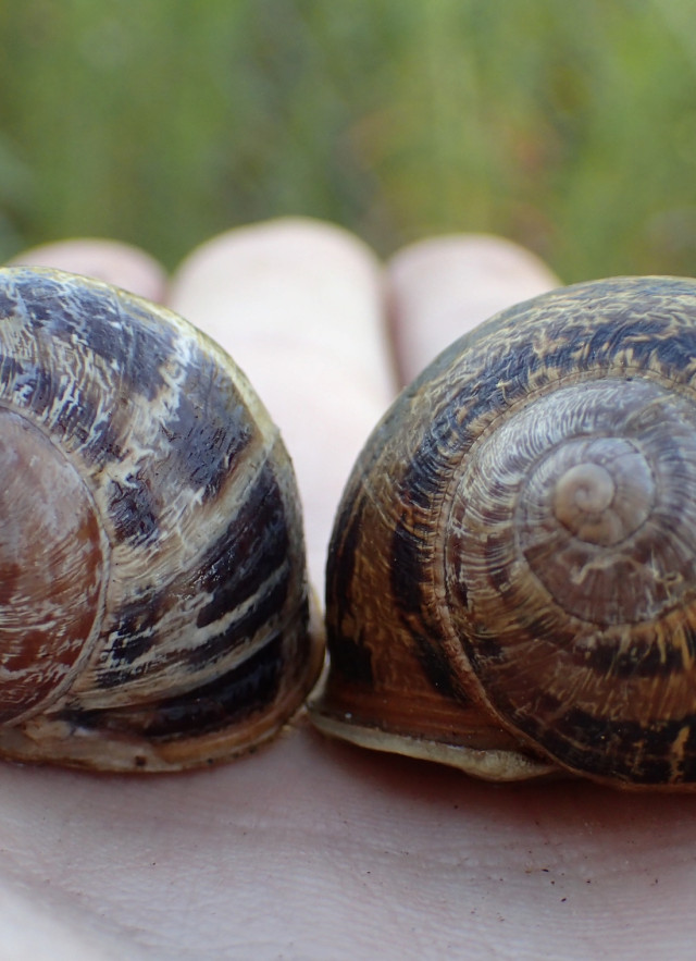 two garden snails, one left-spiraling, one right-spiraling, held in a person's palm