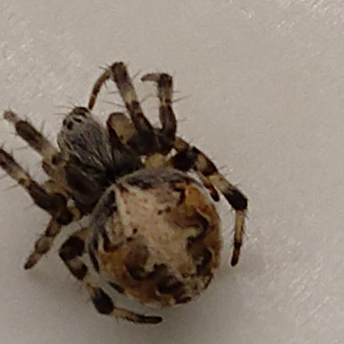 Orb-weavers