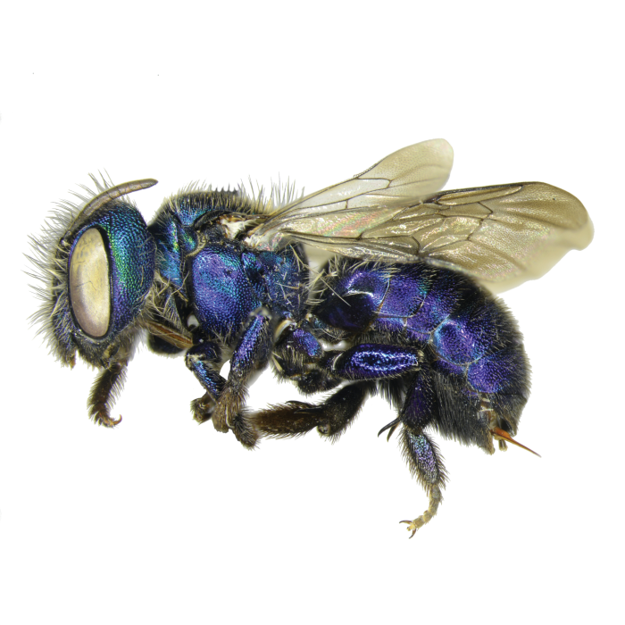 Test Bee Image