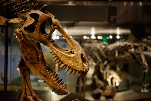 T. rex skull in Dinosaur Hall