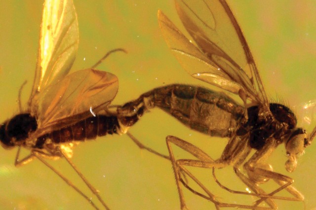 Amber fly and wing trapped in amber