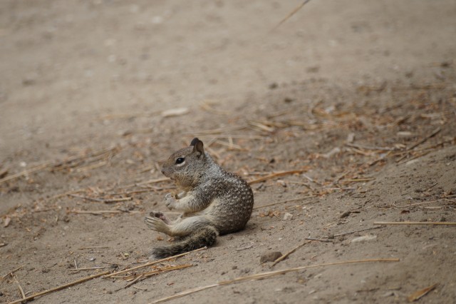 Baby ground squirrel