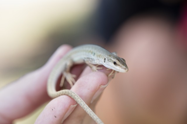  Close up of lizard on hand