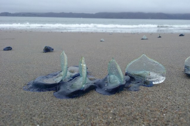 By-the-wind Sailor (Velella velella)