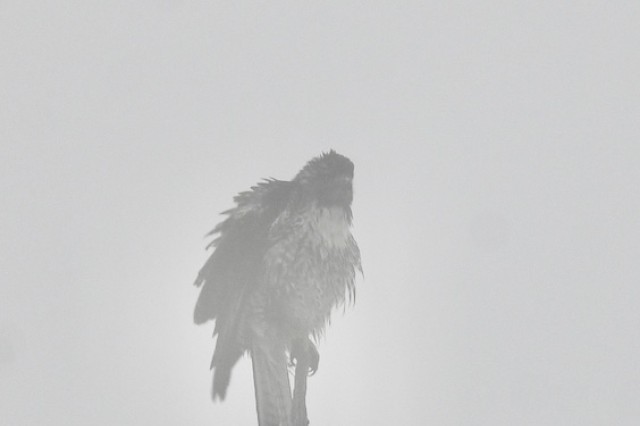 Red-tailed Hawk in Cedar Creek smoke - 2 cropped(