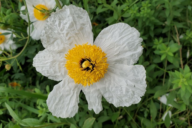 Matilija poppy Natural History Museum Nature Gardens 